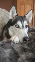 Siberian Husky Dogs for adoption in Cedar Rapids, IA, USA
