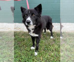 German Shepherd Dog-Unknown Mix Dogs for adoption in Naples, FL, USA