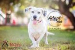 Basset Hound-Unknown Mix Dogs for adoption in Bradenton, FL, USA