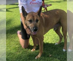 Rhodesian Ridgeback Dogs for adoption in Long Beach, CA, USA