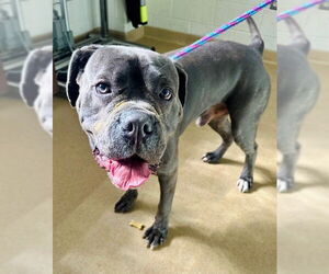 Mutt Dogs for adoption in Derwood, MD, USA