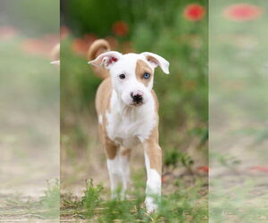 Australian Shepherd-Unknown Mix Dogs for adoption in Garner, NC, USA