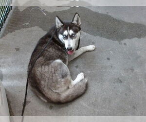 Siberian Husky Dogs for adoption in Downey, CA, USA