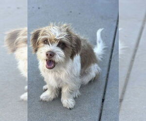 Havanese-Unknown Mix Dogs for adoption in Banning, CA, USA