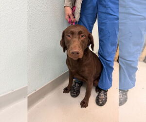 Labrador Retriever Dogs for adoption in Chico, CA, USA