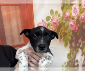 Mutt Dogs for adoption in San Bernardino, CA, USA