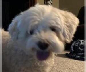 Havanese Dogs for adoption in Lewes, DE, USA