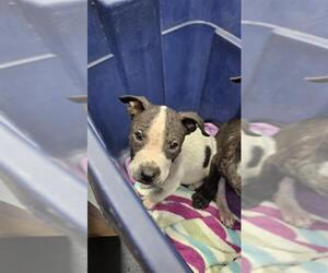 American Pit Bull Terrier-Unknown Mix Dogs for adoption in Corpus Christi, TX, USA