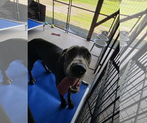 Great Dane Dogs for adoption in Palm Beach, FL, USA