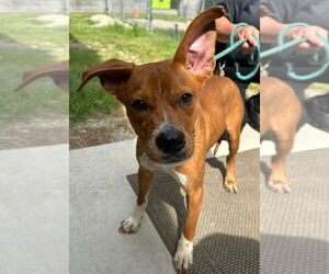 Mutt Dogs for adoption in Tarboro, NC, USA