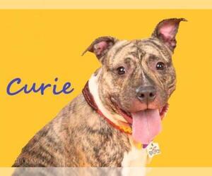 American Pit Bull Terrier Dogs for adoption in Bladensburg, MD, USA