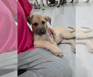 German Shepherd Dog-Unknown Mix Dogs for adoption in MIDWAY, UT, USA