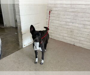 American Pit Bull Terrier-Unknown Mix Dogs for adoption in San Bernardino, CA, USA