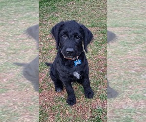 Bluetick Coonhound-Poodle (Standard) Mix Dogs for adoption in Rustburg, VA, USA