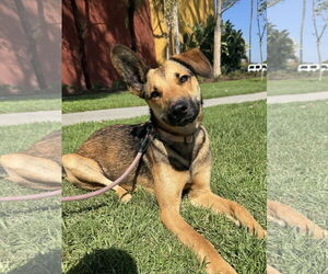 Medium Photo #3 Doberman Pinscher-German Shepherd Dog Mix Puppy For Sale in Victorville, CA, USA