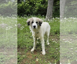 Great Pyrenees-Unknown Mix Dogs for adoption in Croydon, NH, USA