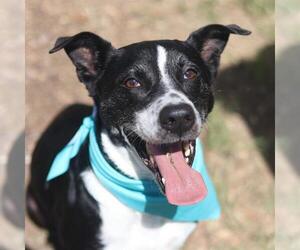 Australian Shepherd-Unknown Mix Dogs for adoption in San Antonio, TX, USA