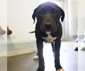 Labrador Retriever-Unknown Mix Dogs for adoption in San Antonio, TX, USA