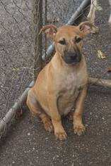 Black Mouth Cur-Unknown Mix Dogs for adoption in Monroeville, AL, USA