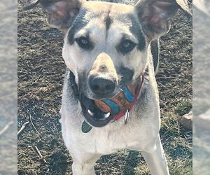 Mutt Dogs for adoption in Alturas, CA, USA