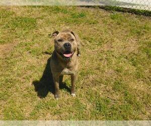 American Pit Bull Terrier-Unknown Mix Dogs for adoption in Grovetown, GA, USA
