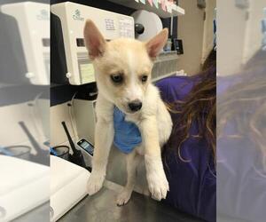 Siberian Husky-Unknown Mix Dogs for adoption in Conroe, TX, USA