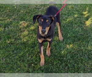 Doberman Pinscher-Unknown Mix Dogs for adoption in San Clemente, CA, USA