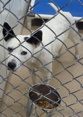 Mutt Dogs for adoption in Zanesville, OH, USA