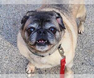 Pug Dogs for adoption in Radnor, PA, USA