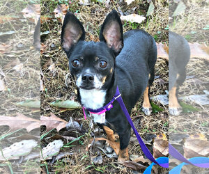 Chihuahua Dogs for adoption in Spring Lake, NJ, USA