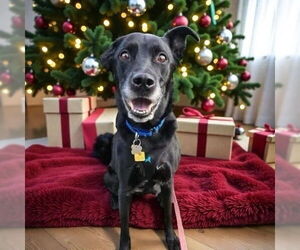 Borador Dogs for adoption in Bellingham, WA, USA