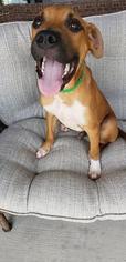 Boxer Dogs for adoption in Columbus, GA, USA