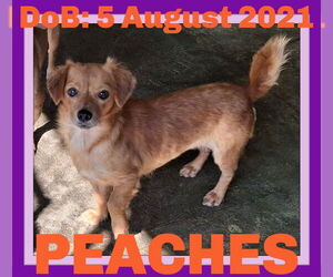 Dachshund-Unknown Mix Dogs for adoption in Sebec, ME, USA