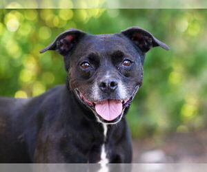 Labrador Retriever-Unknown Mix Dogs for adoption in Tavares, FL, USA
