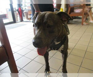 Staffordshire Bull Terrier Dogs for adoption in Ocala, FL, USA