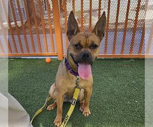 French Bulldog-Unknown Mix Dogs for adoption in Las Vegas, NV, USA