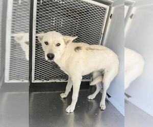 Siberian Husky Dogs for adoption in Bakersfield, CA, USA