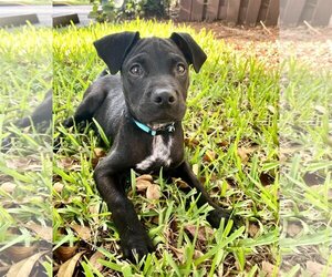 Labrador Retriever-Unknown Mix Dogs for adoption in Fort Lauderdale, FL, USA