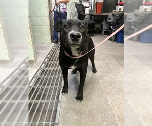 Labrador Retriever Dogs for adoption in Stockton, CA, USA