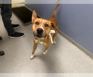 American Pit Bull Terrier-Unknown Mix Dogs for adoption in Orange, CA, USA