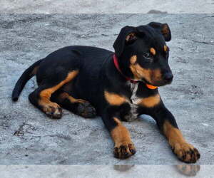 Labrador Retriever-Unknown Mix Dogs for adoption in Royal Palm Beach, FL, USA