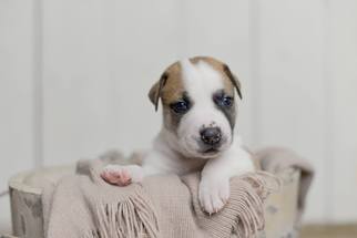 Labrador Retriever-Unknown Mix Dogs for adoption in Custer, WA, USA