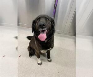 Shepradors Dogs for adoption in Fairbanks, AK, USA