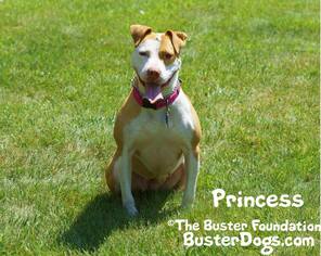 Medium Photo #1 American Pit Bull Terrier-Unknown Mix Puppy For Sale in Belleville, MI, USA