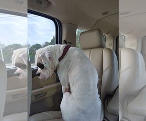 Boxer Dogs for adoption in  Katy, TX, USA