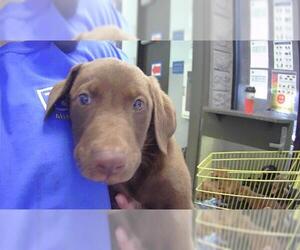 Labrador Retriever-Unknown Mix Dogs for adoption in Tulsa, OK, USA