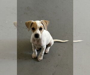 Jack Russell Terrier-Unknown Mix Dogs for adoption in Chico, CA, USA