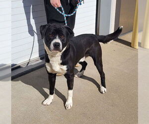 American Pit Bull Terrier-Labrador Retriever Mix Dogs for adoption in Louisville, KY, USA