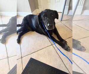 Labrador Retriever Dogs for adoption in Houston, TX, USA
