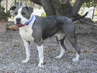 American Staffordshire Terrier Dogs for adoption in Santa Barbara, CA, USA